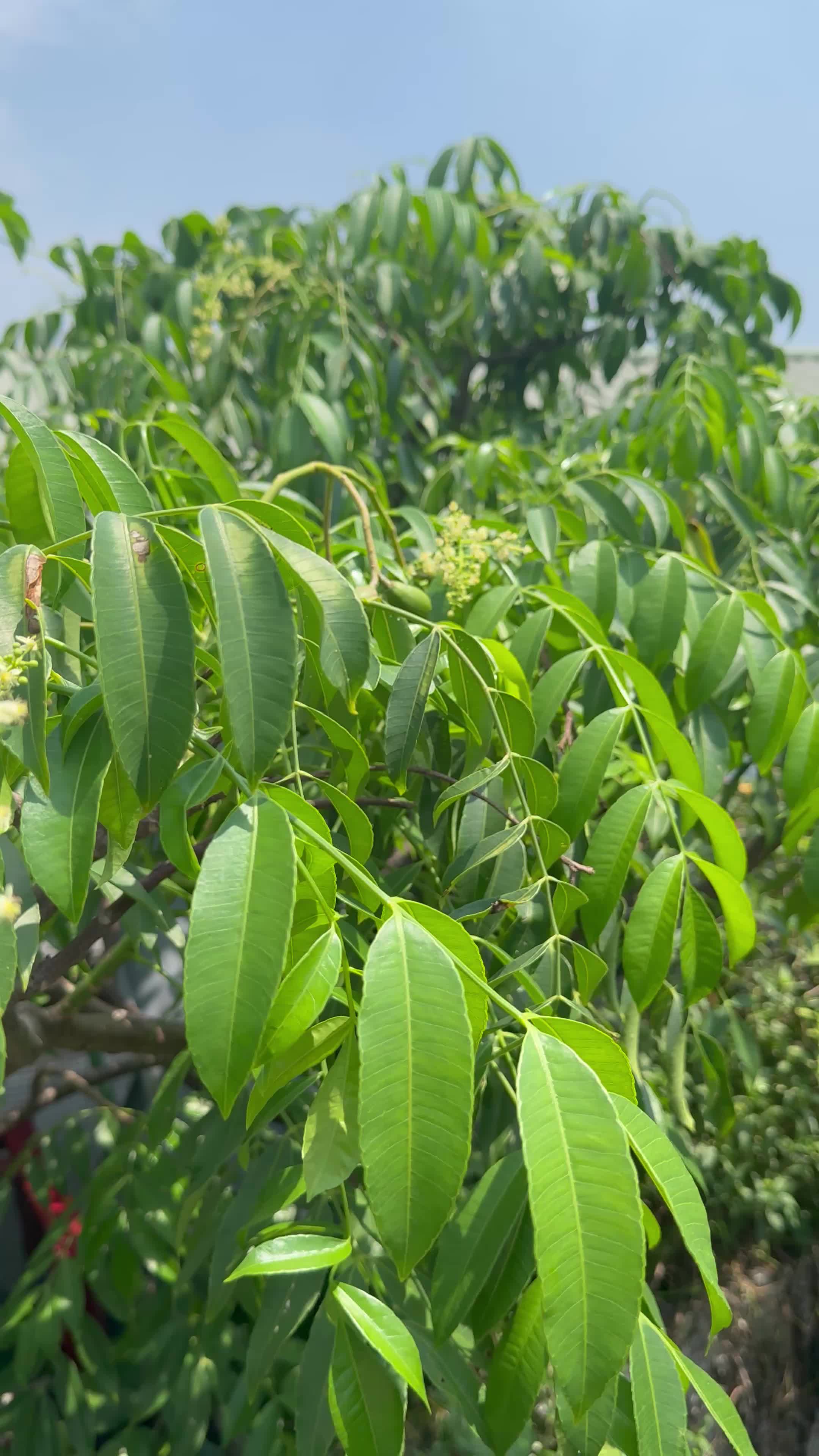 Tôi chính chủ Bán nhà Ba Đình - Kim Mã - Núi Trúc. 50m2 - 5 tầng - cách phố 70m - hơn 13 tỷ

Nhà xây đầy đủ GPXD - Bản thiết kế - KCBT chắc chắn, tâm huyết từng chi tiết.
Ngõ ~3m - Sổ đỏ đẹp. KHÔNG QH( tặng bản check Viện QH ) 
Số đt: 098385**** - ảnh 2